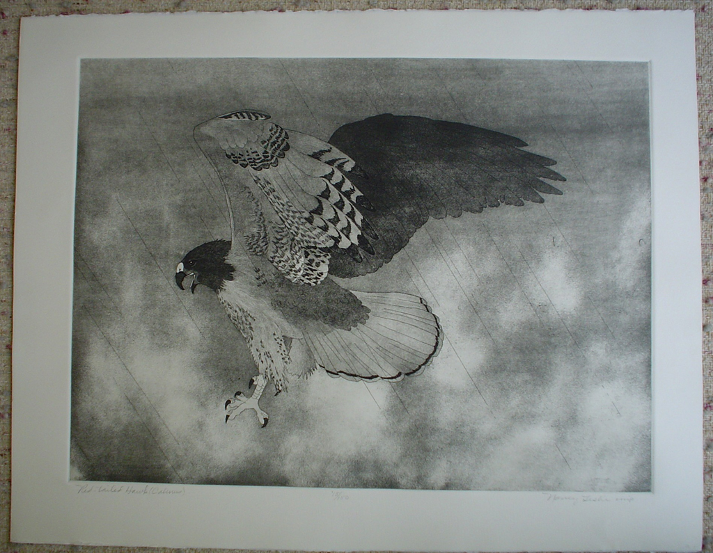 Red-Tailed Hawk by Nancy Leslie, shown with full margins - original etching, signed and numbered edition of 150