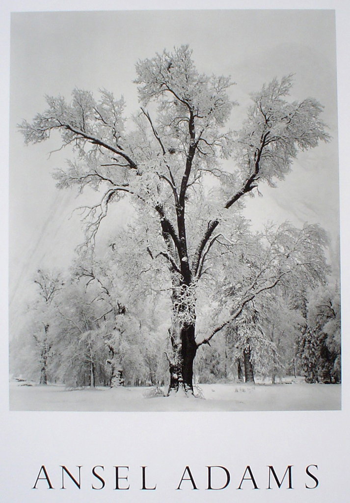 Oak Tree Snowstorm Yosemite by Ansel Adams - offset lithograph fine art poster print