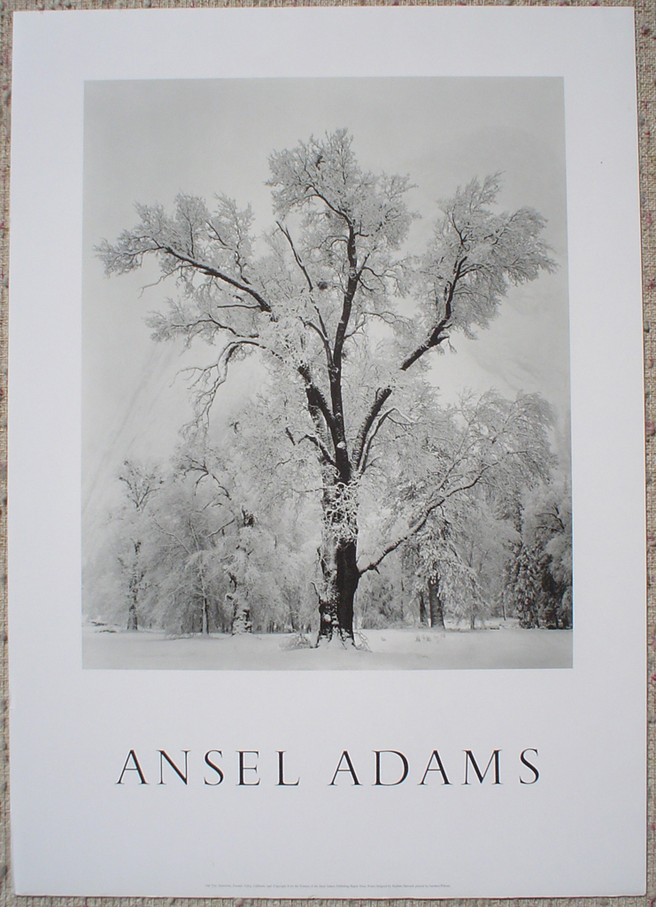 Oak Tree Snowstorm Yosemite by Ansel Adams, shown with full margins - offset lithograph fine art poster print