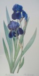 Iris Germanica by Unknown Artist - offset lithograph fine art print