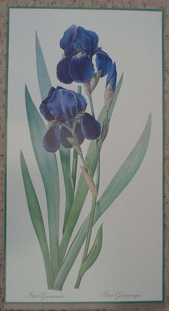 Iris Germanica by Unknown Artist, shown with full margins - offset lithograph fine art print