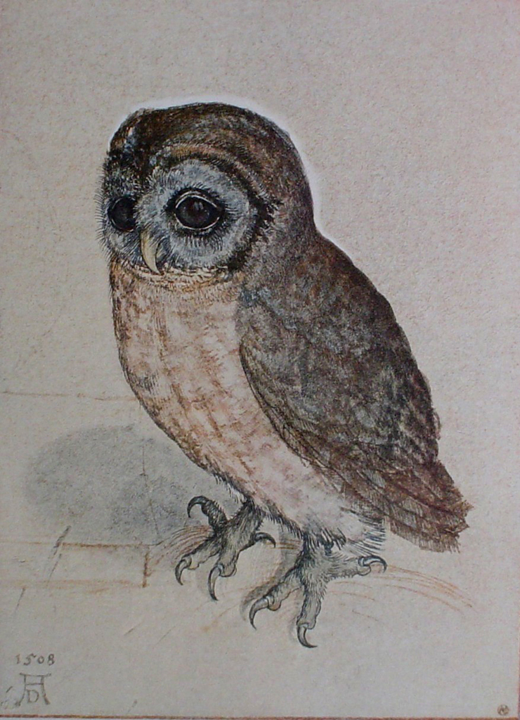 Owl, 1508 by Albrecht Dürer - authentic Albertina Museum collectible collotype fine art print