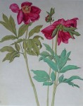 Peonies Red Flowers by Albrecht Dürer - authentic Albertina Museum collectible collotype fine art print
