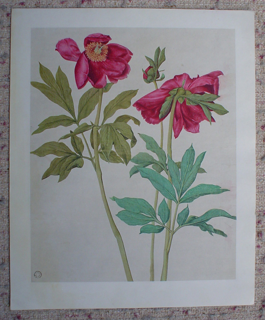 Peonies Red Flowers by Albrecht Dürer, shown with full margins - authentic Albertina Museum collectible collotype fine art printcollotype fine art print