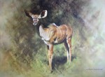 Kudu (Deer) by David-Shepherd - limited edition numbered offset lithograph fine art print