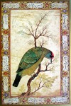 Himalayan Blue-Throated Berbet by unknown artist, UNESCO print - offset lithograph fine art print