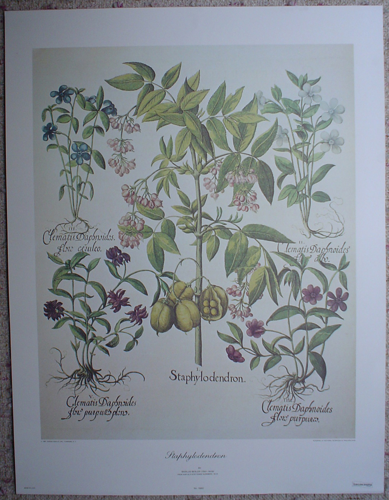 Botanical, Staphylodendron by Basilius Besler, shown with full margins - offset lithograph fine art print