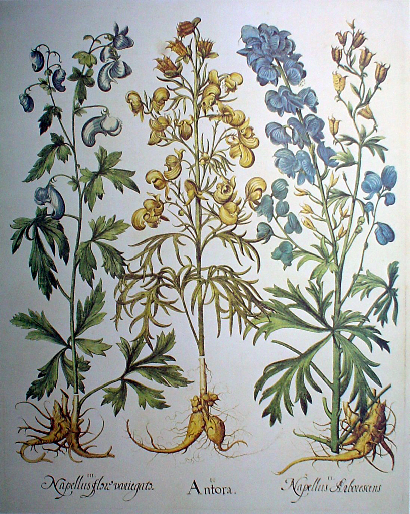 Botanical, Antora by Basilius Besler - offset lithograph fine art print