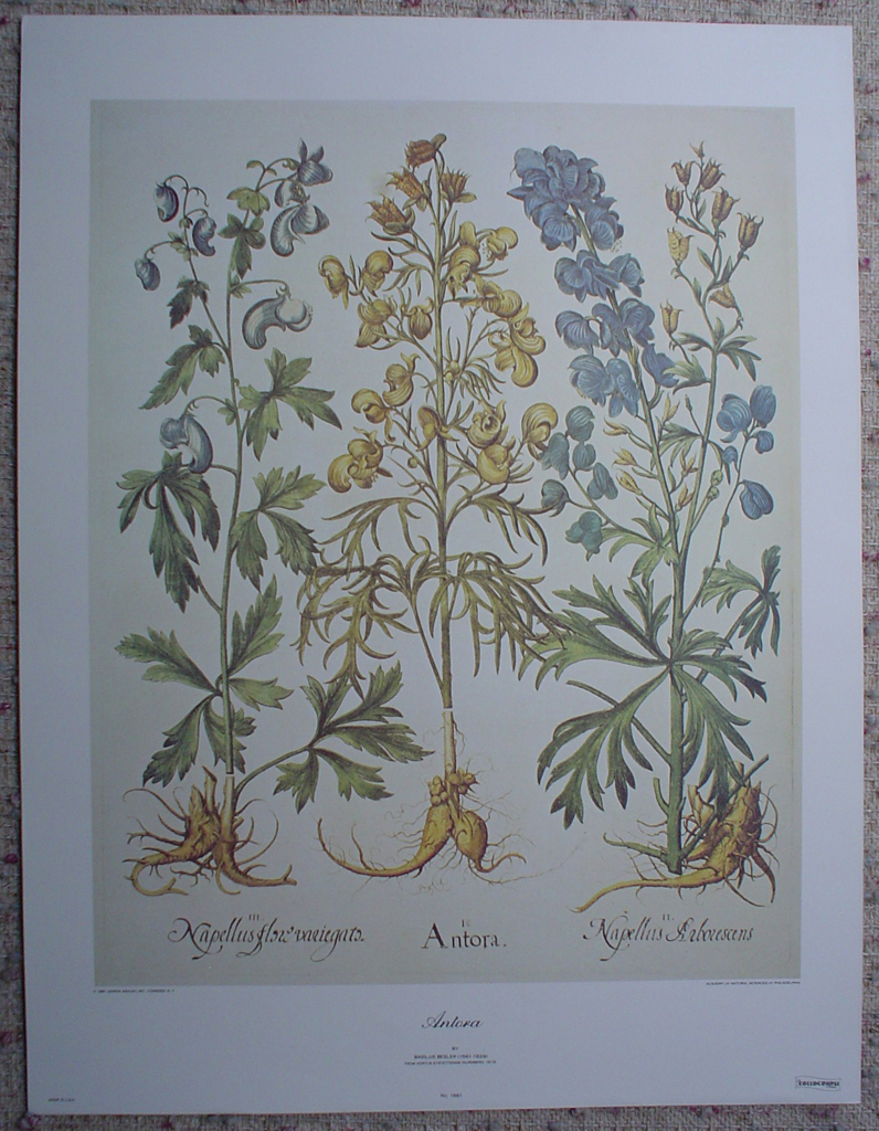 Botanical, Antora by Basilius Besler, shown with full margins - offset lithograph fine art print