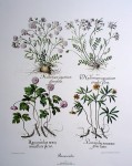 Botanical, Ranunculus by Basilius Besler - offset lithograph fine art print