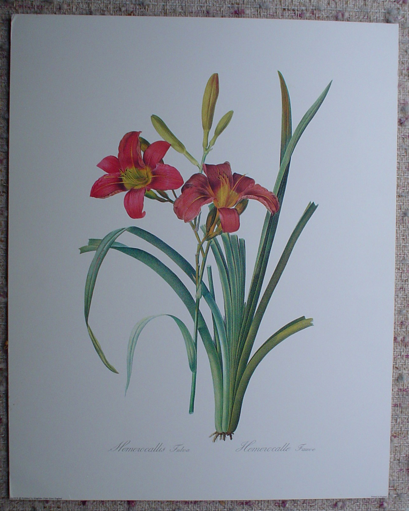 Botanical, Hemerocalle Fauve by Georg Dionysius Ehret, shown with full margins - offset lithograph fine art print