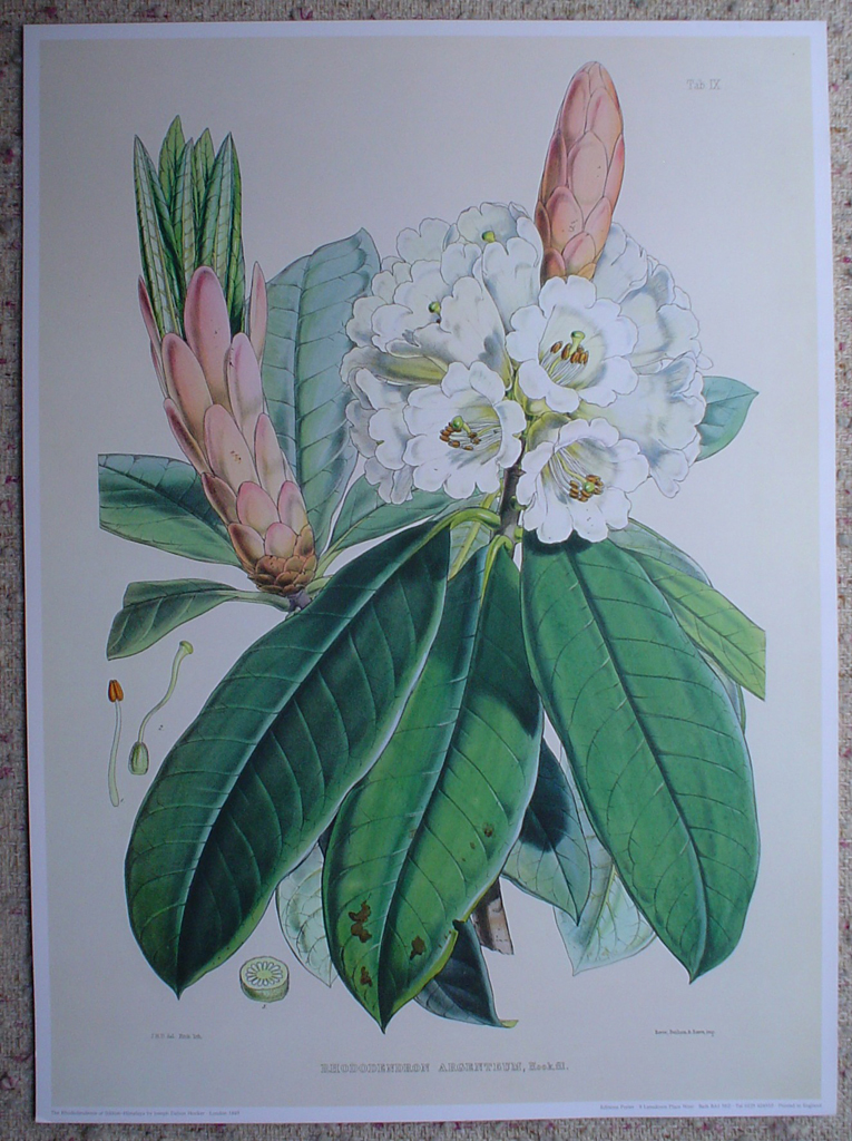 Rhododendron Argenteum, Himalaya by Joseph Dalton Hooker, shown with full margins - offset lithograph botanical fine art print