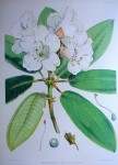 Rhododendron Aukland II, Himalaya by Joseph Dalton Hooker - offset lithograph botanical fine art print