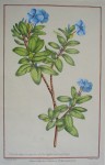 Botanical, Vinca 1757 by Philip Miller, engraved by R. Lancake - restrike etching, hand-coloured original print