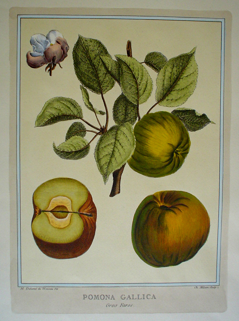Pomona Gallica, Gros Faras by Duhamel du Monceau - restrike etching, hand-coloured botanical original print