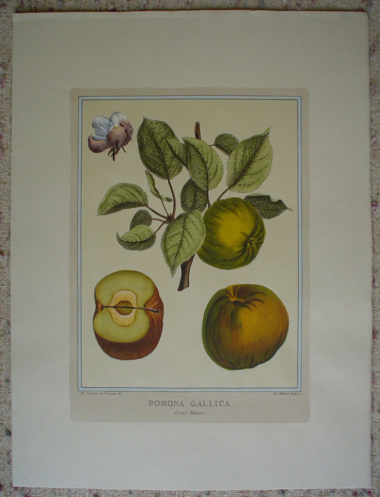 Pomona Gallica, Gros Faras by Duhamel du Monceau, shown with full margins - restrike etching, hand-coloured botanical original print