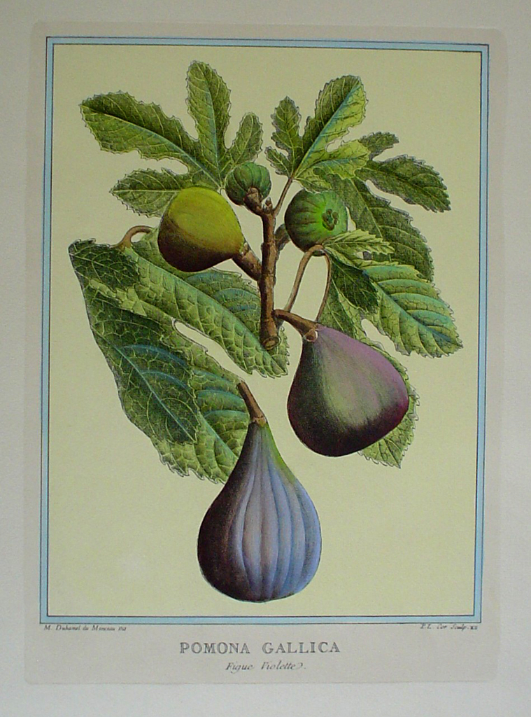 Pomona Gallica, Figue Violette by Duhamel du Monceau - restrike etching, hand-coloured botanical original print