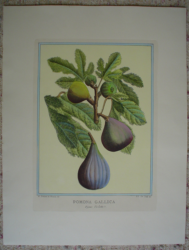 Pomona Gallica, Figue Violette by Duhamel du Monceau, shown with full margins - restrike etching, hand-coloured