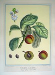 Pomona Gallica, Prunier A Fleur by Duhamel du Monceau - restrike etching, hand-colored botanical original print