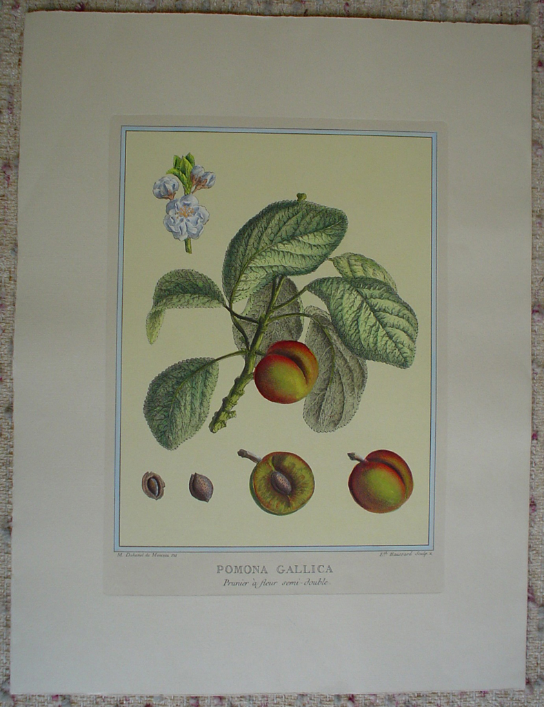 Pomona Gallica, Prunier A Fleur by Duhamel du Monceau, shown with full margins - restrike etching, hand-coloured botanical original print