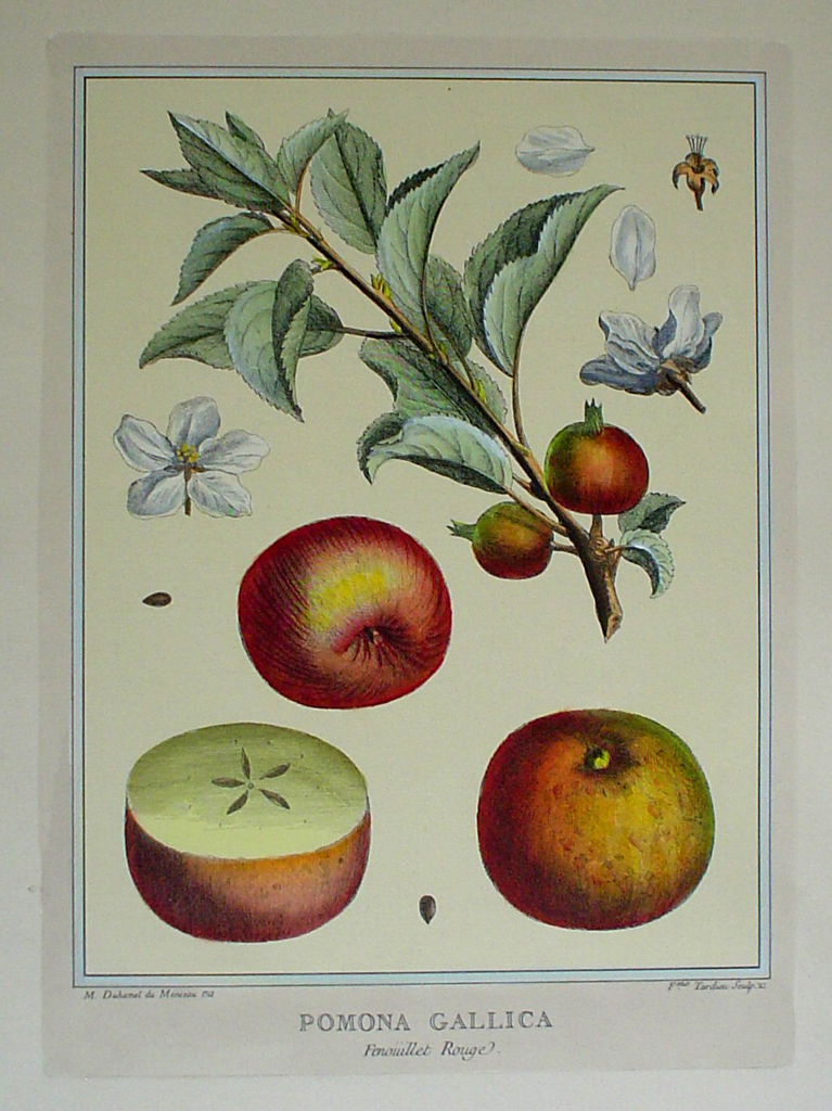 Pomona Gallica, Fenouillet Rouge by Duhamel du Monceau - restrike etching, hand-coloured botanical original print