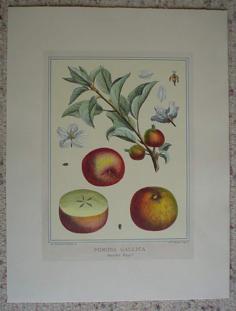 Pomona Gallica, Fenouillet Rouge by Duhamel du Monceau, shown with full margins - restrike etching, hand-coloured botanical original print