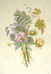 Flowers Lilacs Roses by Jean-Louis Prevost - restrike etching, handcoloured original print