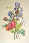 Mixed Flowers Iris by Jean-Louis Prevost - restrike etching, hand-coloured original print