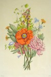 Mixed Flowers Poppy by Jean-Louis Prevost - restrike etching, hand-coloured original print