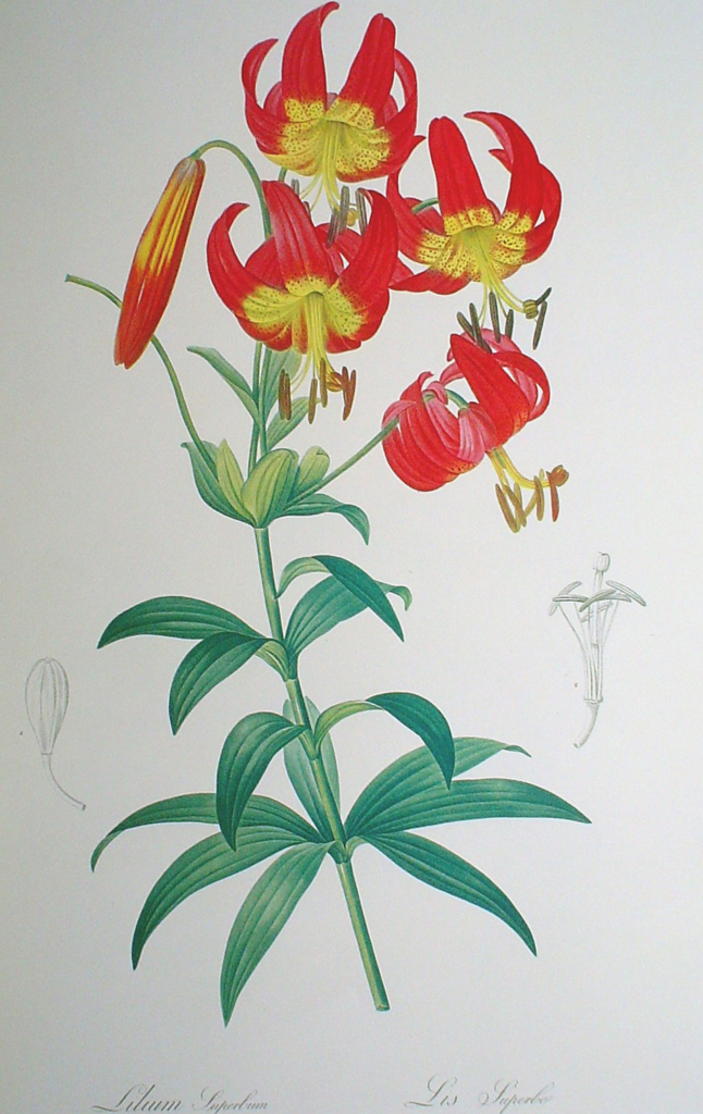 Botanical, Lilium Superbum by Pierre Joseph Redoute - offset lithograph fine art print