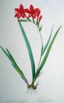 Botanical, Gladiolus Cardinalis by Pierre Joseph Redoute - offset lithograph fine art print