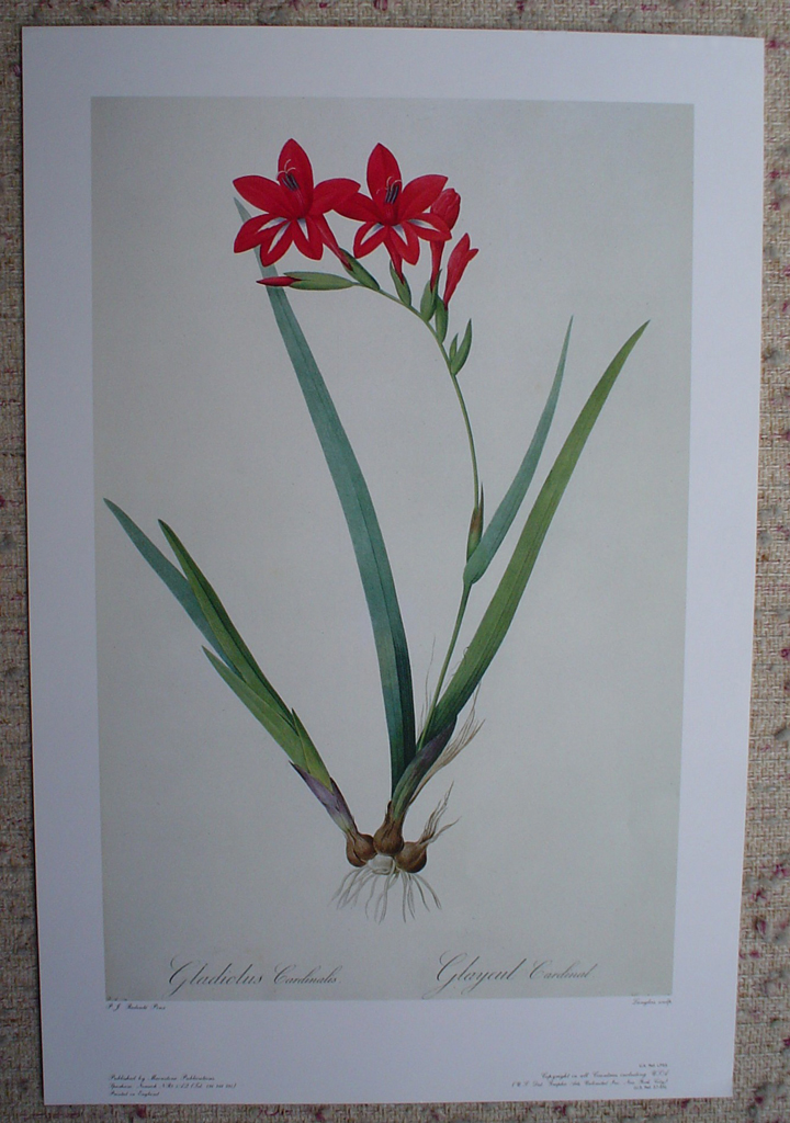 Botanical, Gladiolus Cardinalis by Pierre Joseph Redoute, shown with full margins - offset lithograph fine art print
