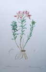 Botanical, Lily Of The Incas, Alstroemeria Pelegrina by Pierre Joseph Redoute - offset lithograph fine art print