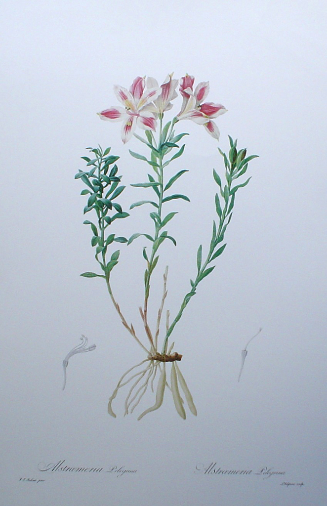 Botanical, Lily Of The Incas, Alstroemeria Pelegrina by Pierre Joseph Redoute - offset lithograph fine art print