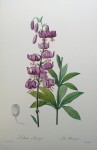 Botanical, Turk's Cap Lily, Lilium Martagon by Pierre Joseph Redoute - offset lithograph fine art print
