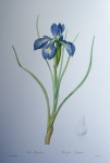 Botanical, English Iris by Pierre Joseph Redoute - offset lithograph fine art print
