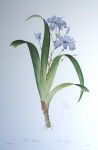 Botanical, Iris Japonica by Pierre Joseph Redoute - offset lithograph fine art print