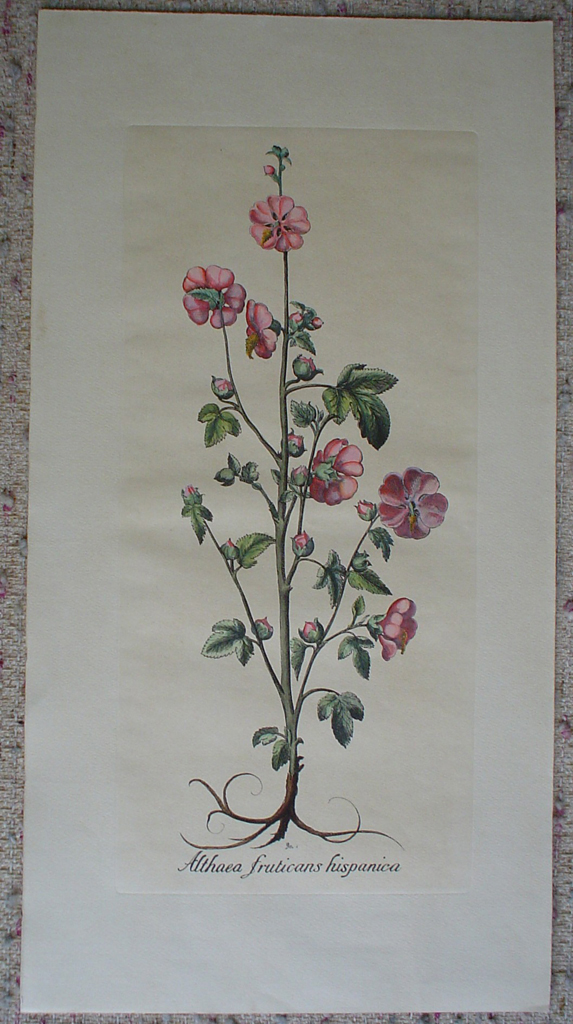 Botanical, Althea Fruticans Hispanica by unknown artist, shown with full margins - restrike etching, hand-coloured original print