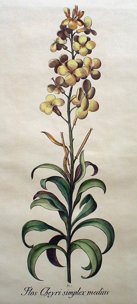 Botanical, Flos Cheyri Simplex Medius by unknown artist - restrike etching, hand-coloured original print