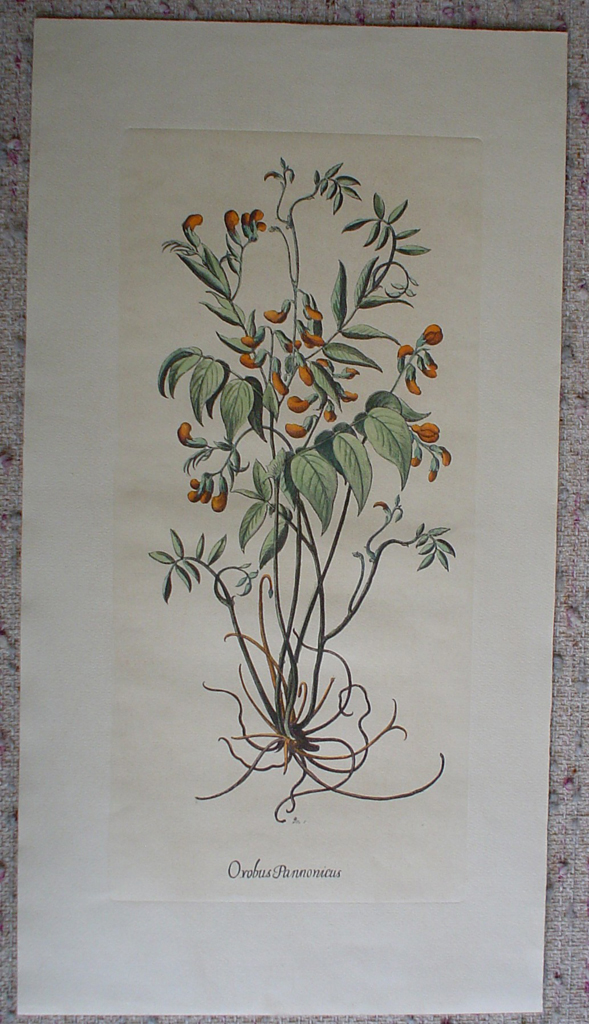 Botanical, Orobus Pannonicus by unknown artist, shown with full margins - restrike etching, hand-coloured original print