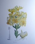 Botanical, Lilium Testaceum by unknown artist - offset lithograph fine art print