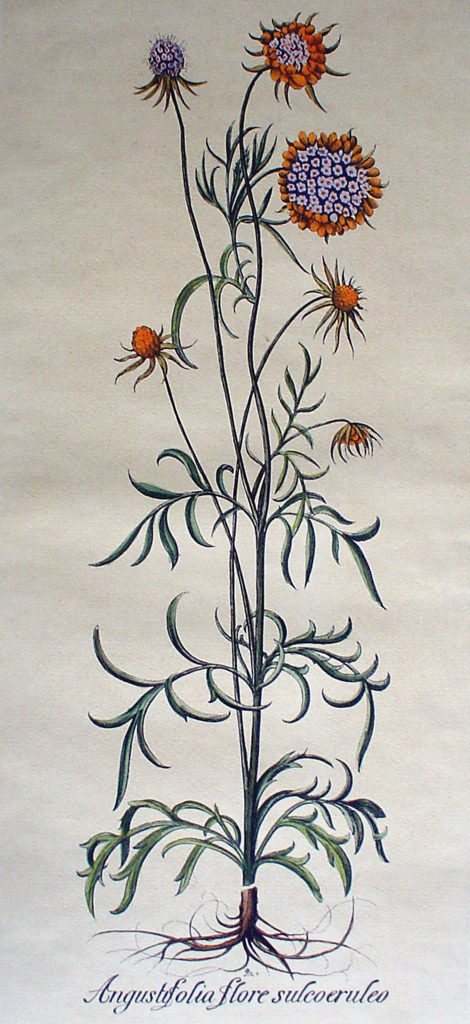 Botanical, Angustifolia Flore Sulcoeruleo by unknown artist - restrike etching, hand-coloured original print