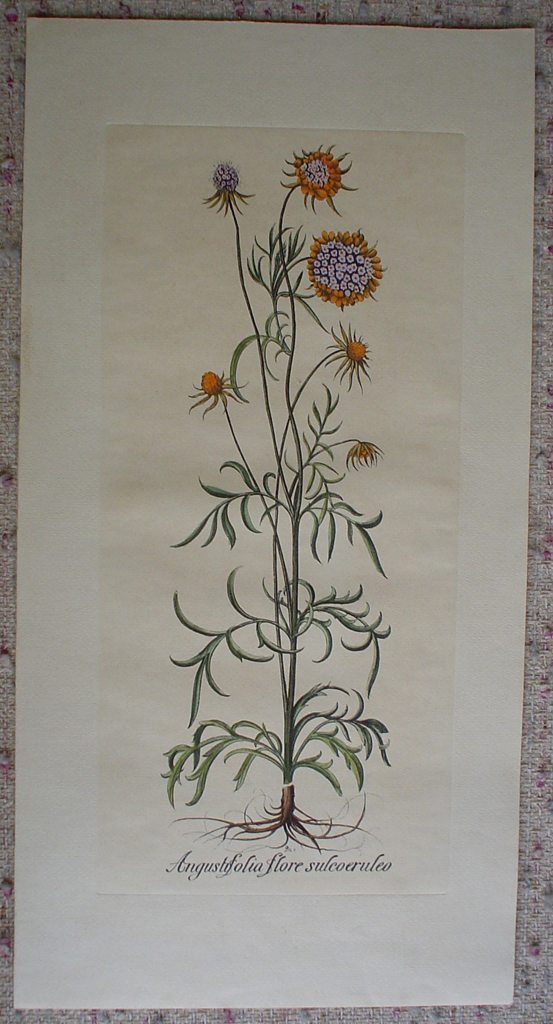 Botanical, Angustifolia Flore Sulcoeruleo by unknown artist, shown with full margins - restrike etching, hand-coloured original print