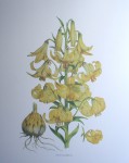 Botanical, Lilium Monadelphum by unknown artist - offset lithograph fine art print