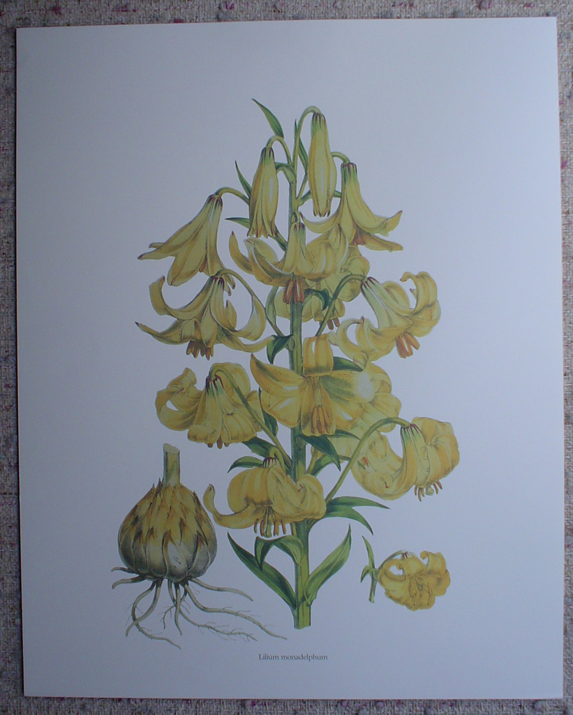 Botanical, Lilium Monadelphum by unknown artist, shown with full margins - offset lithograph fine art print
