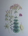Botanical, Lilium Washingtonianum Var Purpureum by unknown artist - offset lithograph fine art print