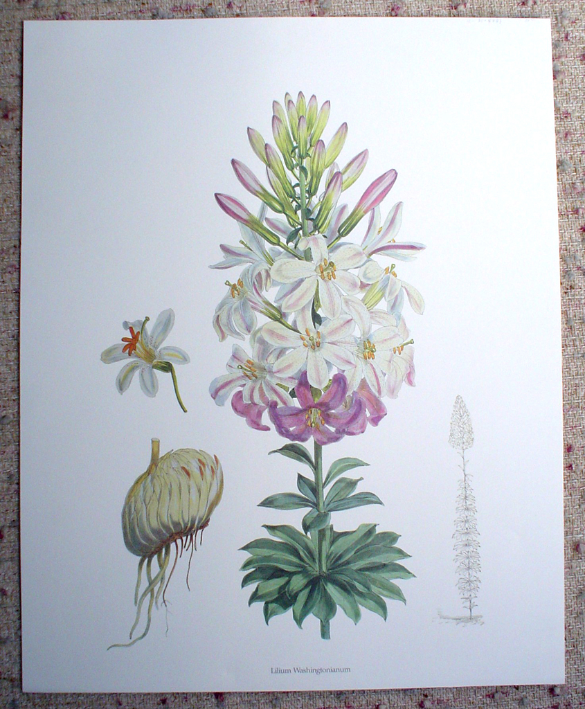 Botanical, Lilium Washingtonianum by unknown artist, shown with full margins - offset lithograph fine art print