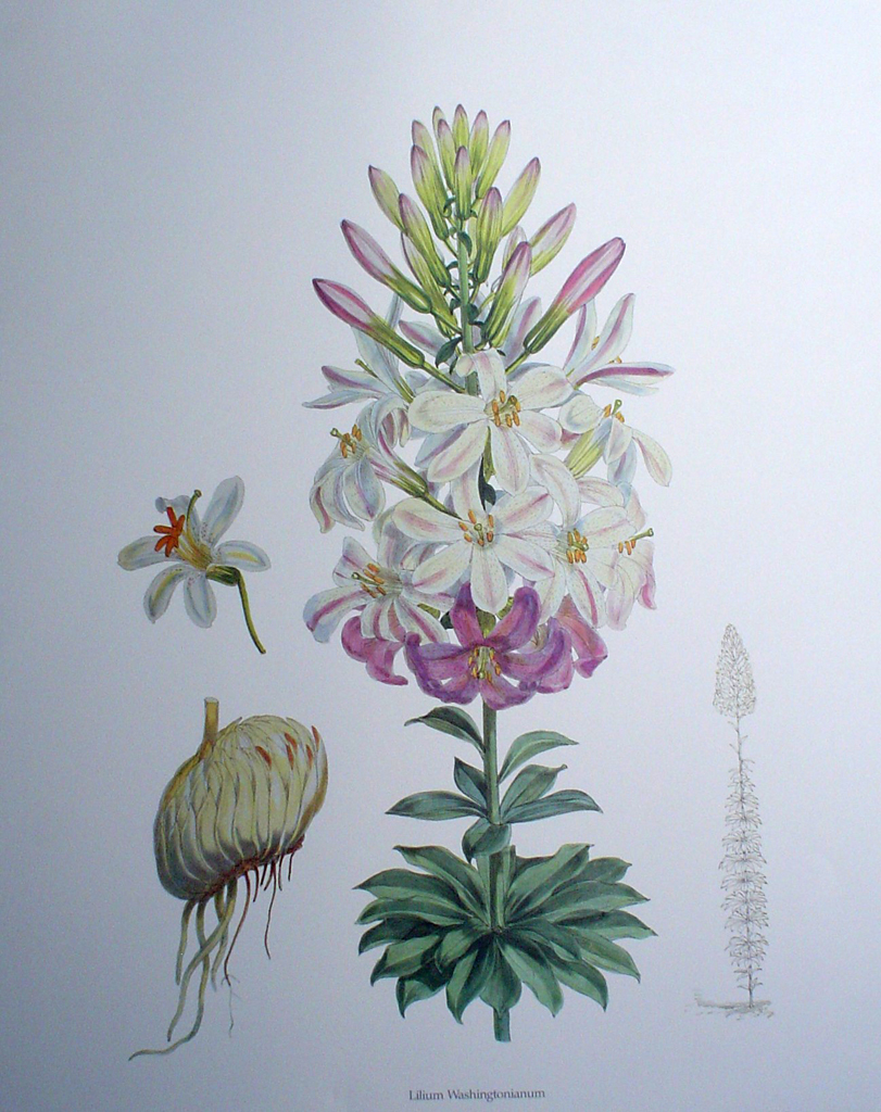 Botanical, Lilium Washingtonianum by unknown artist - offset lithograph fine art print