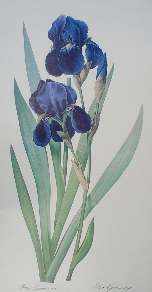 Botanical, Iris Germanica by unknown artist - offset lithograph fine art print