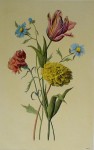 Botanical, Mixed Flowers Striped Tulip by unknown artist - restrike etching, hand-coloured original print